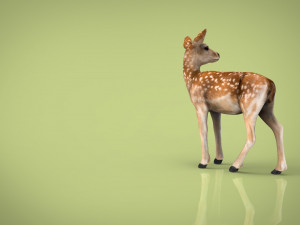 deer 3D मॉडल