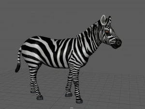 zebra 3D Model