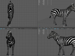 zebra Model 3D