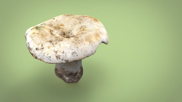 mushroom 3D Model .c4d .max .obj .3ds .fbx .stl .blend 