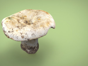mushroom 3D Model