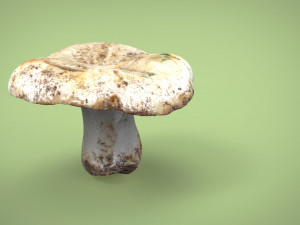 mushroom 3D Model
