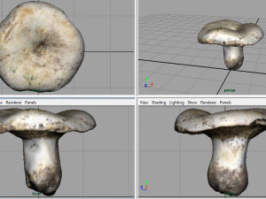 mushroom 3D Model
