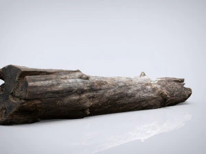 martwy pień drzewa Model 3D