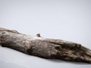 dead tree trunk Modèle 3D