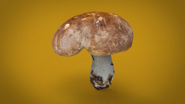 mushroom shitake Model 3D .c4d .max .obj .3ds .fbx .stl .blend 