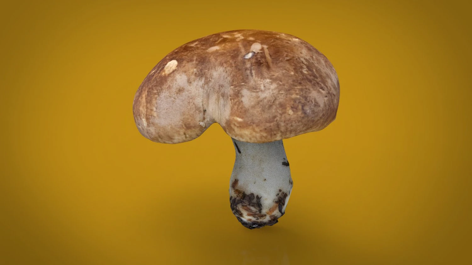 mushroom shitake 3D Model .c4d .max .obj .3ds .fbx .stl .blend 