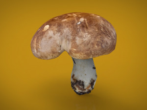 mushroom shitake 3D Модель