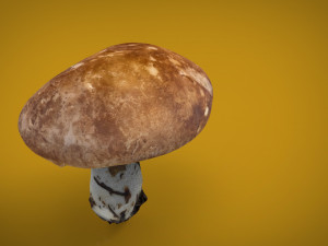 mushroom shitake Model 3D