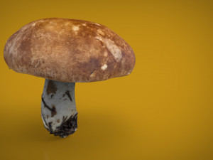 mushroom shitake Model 3D