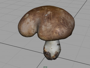 mushroom shitake Model 3D