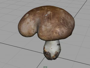 mushroom shitake 3D Model