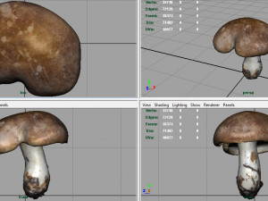 mushroom shitake Model 3D