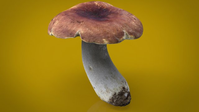 boletus Model 3D .c4d .max .obj .3ds .fbx .stl .blend 