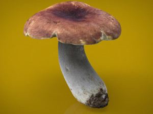 boletus 3D Model