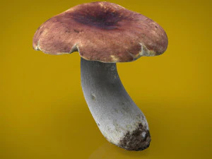 Steinpilze 3D Modell