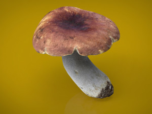 boletus Model 3D