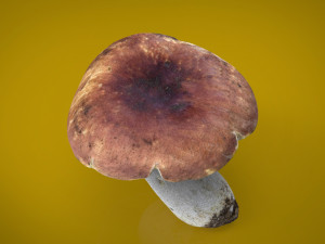 boletus Model 3D