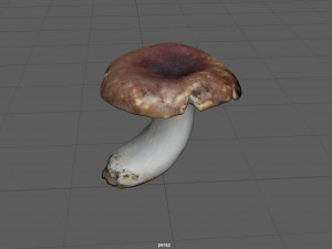 boletus Model 3D