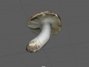 boletus Model 3D