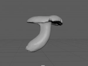 porcini Modello 3D