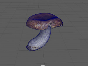 boletus Model 3D