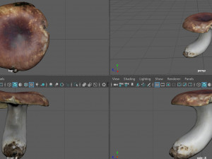 boletus Model 3D