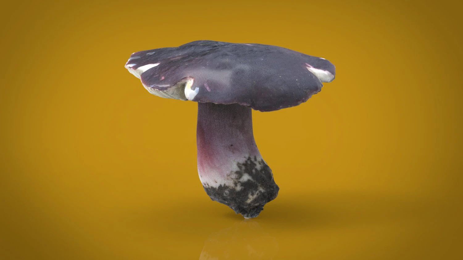 mushroom russula 3D Model .c4d .max .obj .3ds .fbx .stl .blend