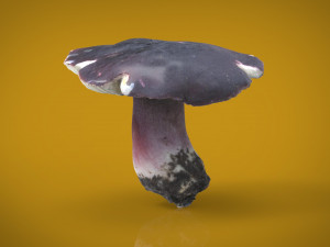 mushroom russula 3D Модель