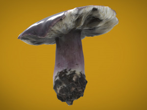 mushroom russula Model 3D