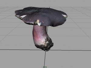 mushroom russula Model 3D