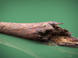 tree trunk Modèle 3D