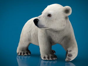 polar bear babe Modelo 3D