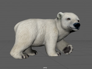 polar bear babe Modelo 3D