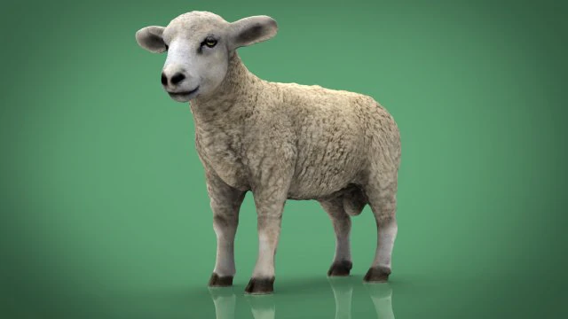 pecora Modello 3D .c4d .max .obj .3ds .fbx .stl .blend 