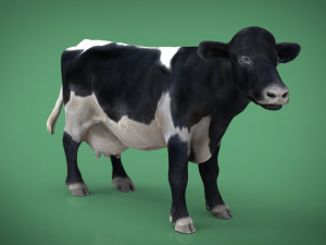 realistic cow 3D Model