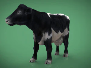 realistic cow 3D Model