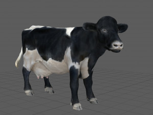realistic cow Modelo 3D