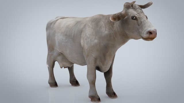 white cow 3D 模型 .c4d .max .obj .3ds .fbx .stl .blend 
