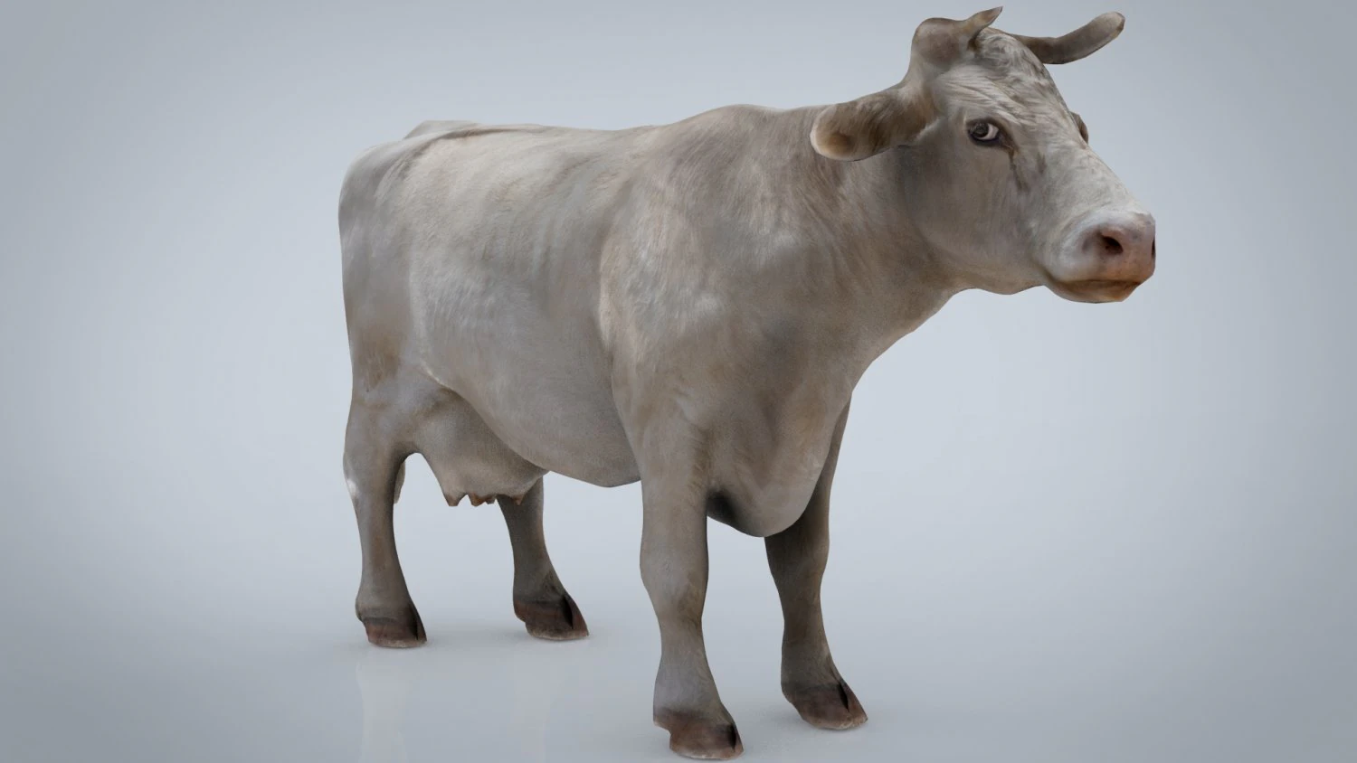 sapi putih Model 3D .c4d .max .obj .3ds .fbx .stl .blend 