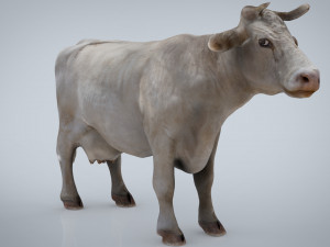 white cow 3D Model