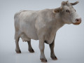 WHITE COW Modèle 3D