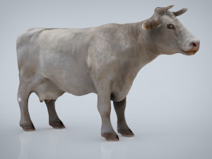 white cow 3D 模型