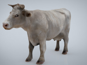 white cow 3D 模型