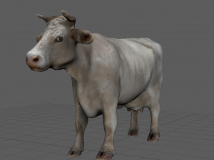 white cow 3D 模型