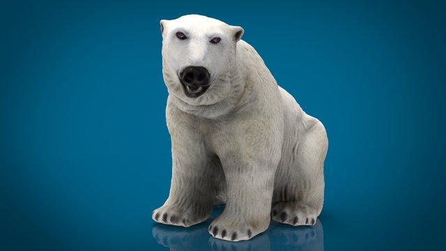 polar bear female 3D 模型 .c4d .max .obj .3ds .fbx .stl .blend 