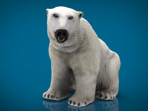 polar bear female 3D Model