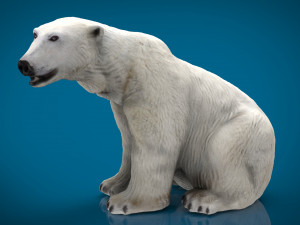 polar bear female 3D 模型