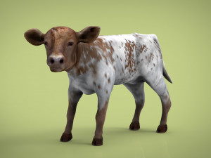 calf 3D Model