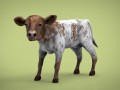CALF Modèle 3D